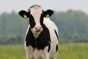 Mycoplasma bovis in replacement dairy heifers
