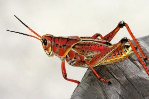 Insectos como fuente de proteína en alimentación de rumiantes