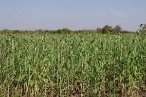 Nutritional composition of sorghum silage