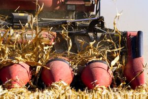 Corn stover silage in the forage program of lactating cows