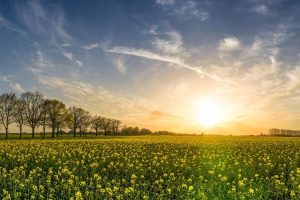 Oilseed rape