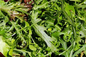 Coproductos de ensaladas en las dietas de las vacas