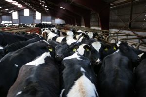 How does familiarity affect the integration of cows into their group after calving?