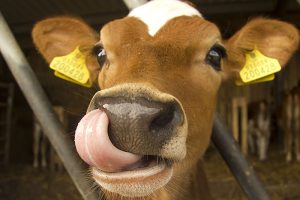 A scale connected to an automatic feeder can accurately weigh calves