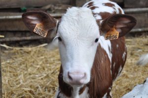 Optimum concentration level of starch in calf starter feed