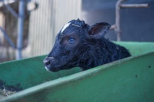 Factors that affect perinatal calf mortality in dairy farms