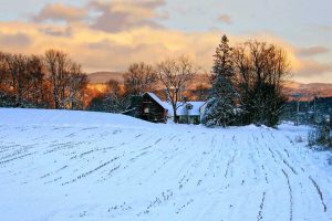 What we must know about frost damage in corn for silage