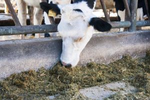Feed efficiency of primiparous at the beginning of the lactation