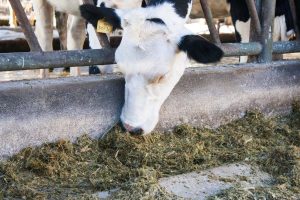 Eficiencia alimenticia de primíparas al principio de la lactación