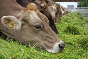 Evaluación de los niveles de β-caroteno plasmático en vacas