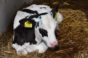 Abomasum emptying rate in young calves with diarrea