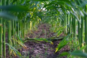 Management practices affecting on corn silage yield and quality