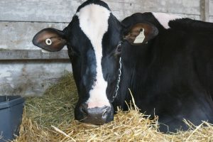 Evaluation of various dry-off strategies on dairy cows