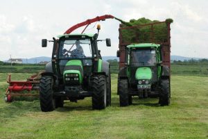 Fescue silage