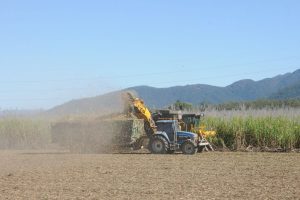 Sugarcane bagasse as an effective source of fiber