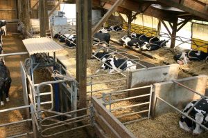 Operators and cows in an automatic milking system