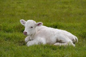 Calves with milk replacer