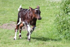 Glycerol growth pre-weaned calves