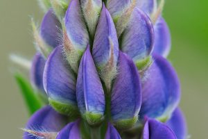 Blue lupin flour