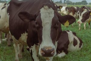 Efectos del grano de cebada en vacas alimentadas con raigrás