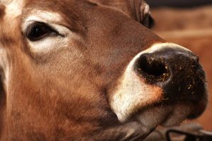 Cow vocalizations post calving as a stress indicator