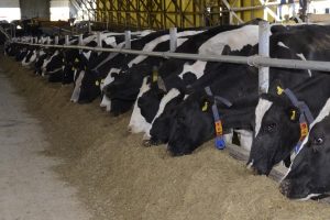 Replacing alfalfa hay with corn gluten feed in dairy cow diets