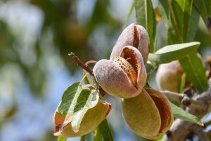 Almond hulls nutritional composition differs among varieties