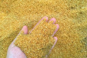 Distillers dried grains