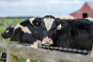 dairy