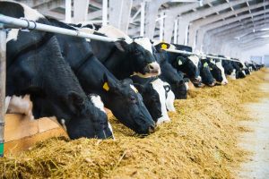 Cows in a farm. Dairy cows. Cowshed