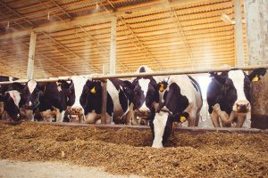 precision dairy ganadería de precisión