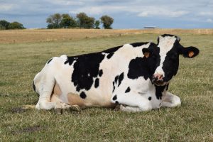 lameness detection systems