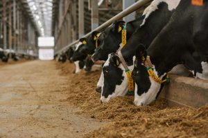 overweight cows