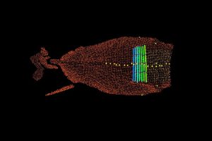 Automated Lameness Detection Sistema de detección automática