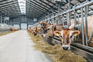 Calcium carbonate improves the fermentation of silage