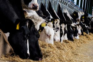 rumen function