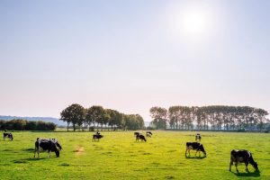 Postbiotics postbióticos