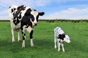 dry period periodo de secado