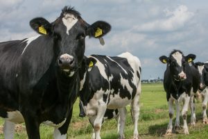 Heifers