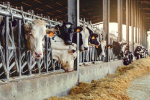 ionic balance equilibrio iónico