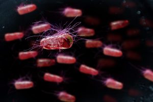 Salmonella