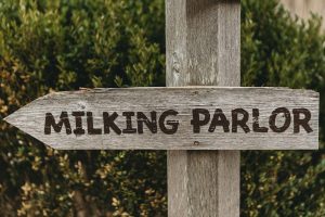 Once-a-day milking