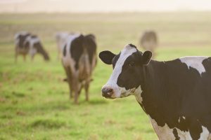 cows