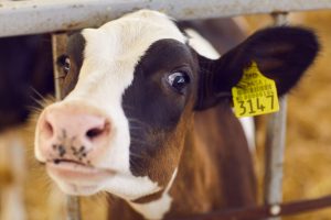 cow