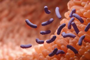 gut microbiome