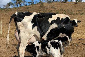 Cow–calf contact
