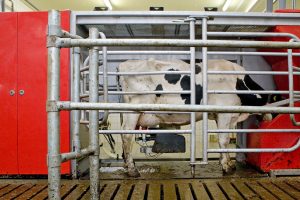 robotic milking