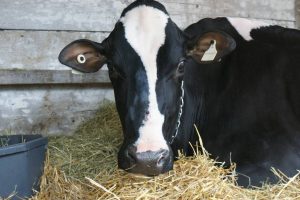 Practices and perceptions of cow management by dairy farmers