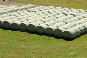 Nutritive value of baled orchardgrass silage