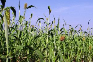 Sorghum BMR silage made for dairy cattle